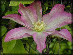 Clematis photograph