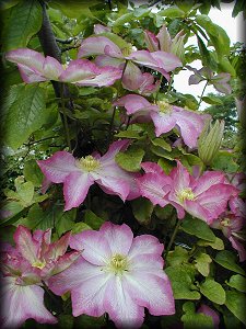 Clematis photograph