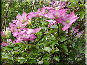 Clematis photograph