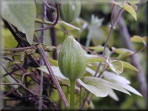 Clematis photograph