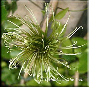 Clematis photograph