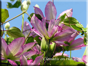 Clematis photograph