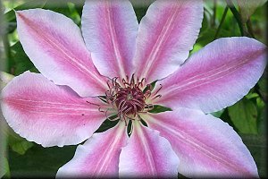 Clematis photograph