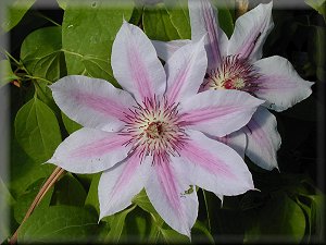 Clematis photograph