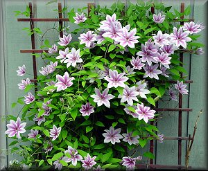 Clematis photograph