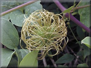 Clematis photograph