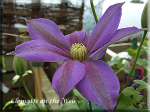 Clematis photograph