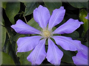 Clematis photograph