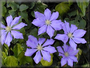 Clematis photograph