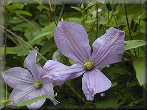 Clematis photograph