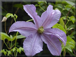 Clematis photograph