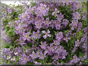 Clematis photograph