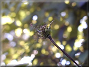 Clematis photograph