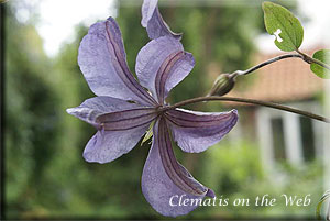 Clematis photograph