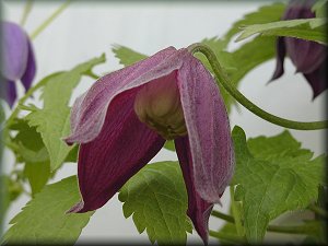 Clematis photograph