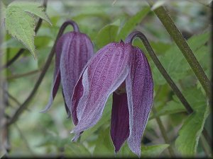 Clematis photograph