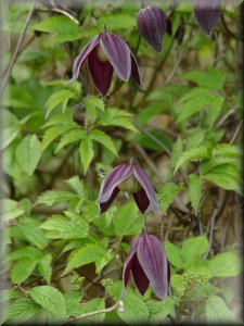 Clematis photograph