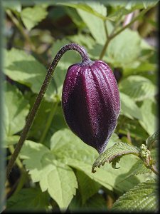 Clematis photograph