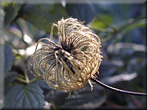 Clematis photograph