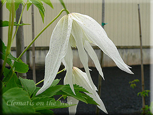 Clematis photograph