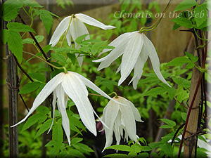 Clematis photograph