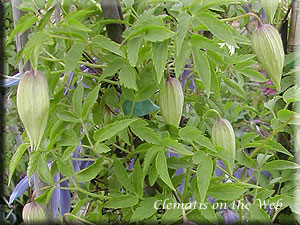 Clematis photograph