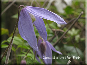 Clematis photograph