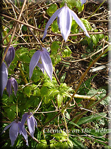 Clematis photograph