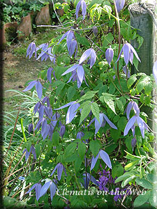 Clematis photograph