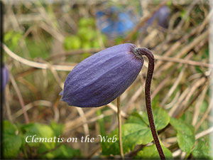 Clematis photograph