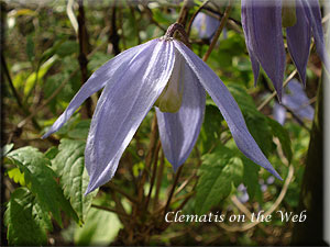 Clematis photograph