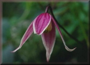 Clematis photograph