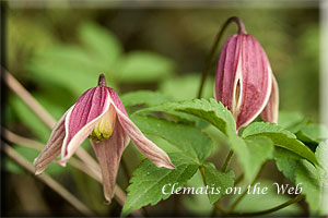 Clematis photograph