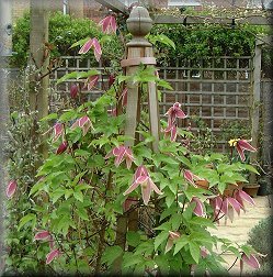 Clematis photograph