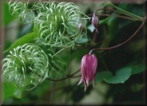 Clematis photograph