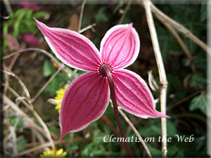 Clematis photograph