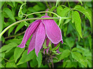 Clematis photograph