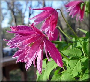 Clematis photograph