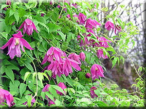 Clematis photograph