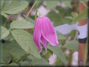 Clematis photograph