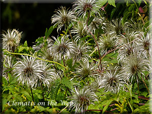 Clematis photograph