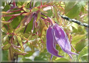 Clematis photograph