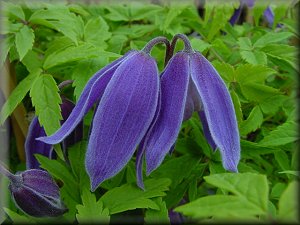 Clematis photograph