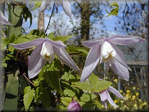 Clematis photograph