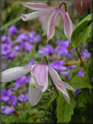 Clematis photograph