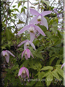 Clematis photograph