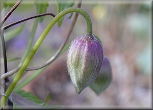 Clematis photograph