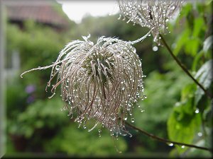 Clematis photograph