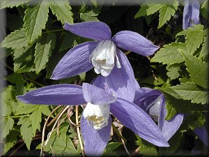 Clematis photograph