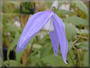 Clematis photograph